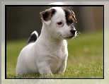 Szczeniak, Jack Russell Terrier